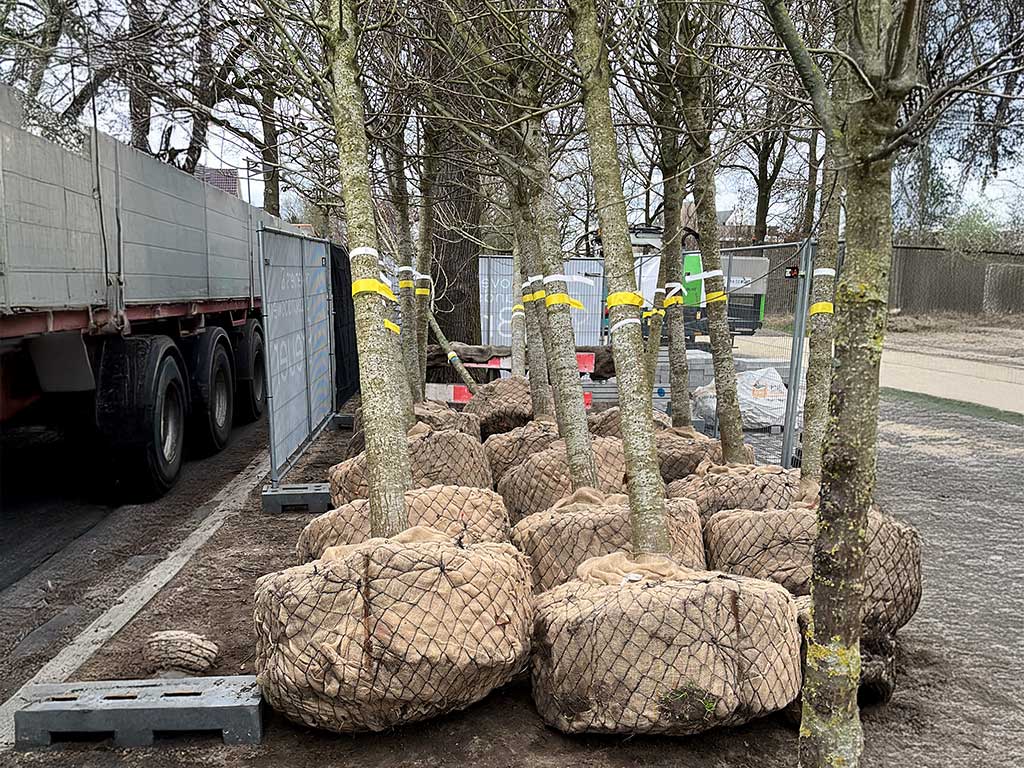 Hovenier Breuer bomen klaar om geplant te worden