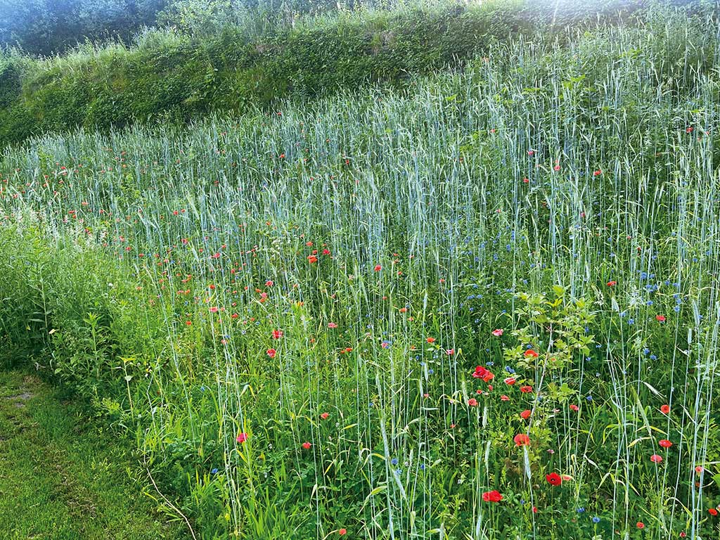 Hovenier Breuer landschapstuin
